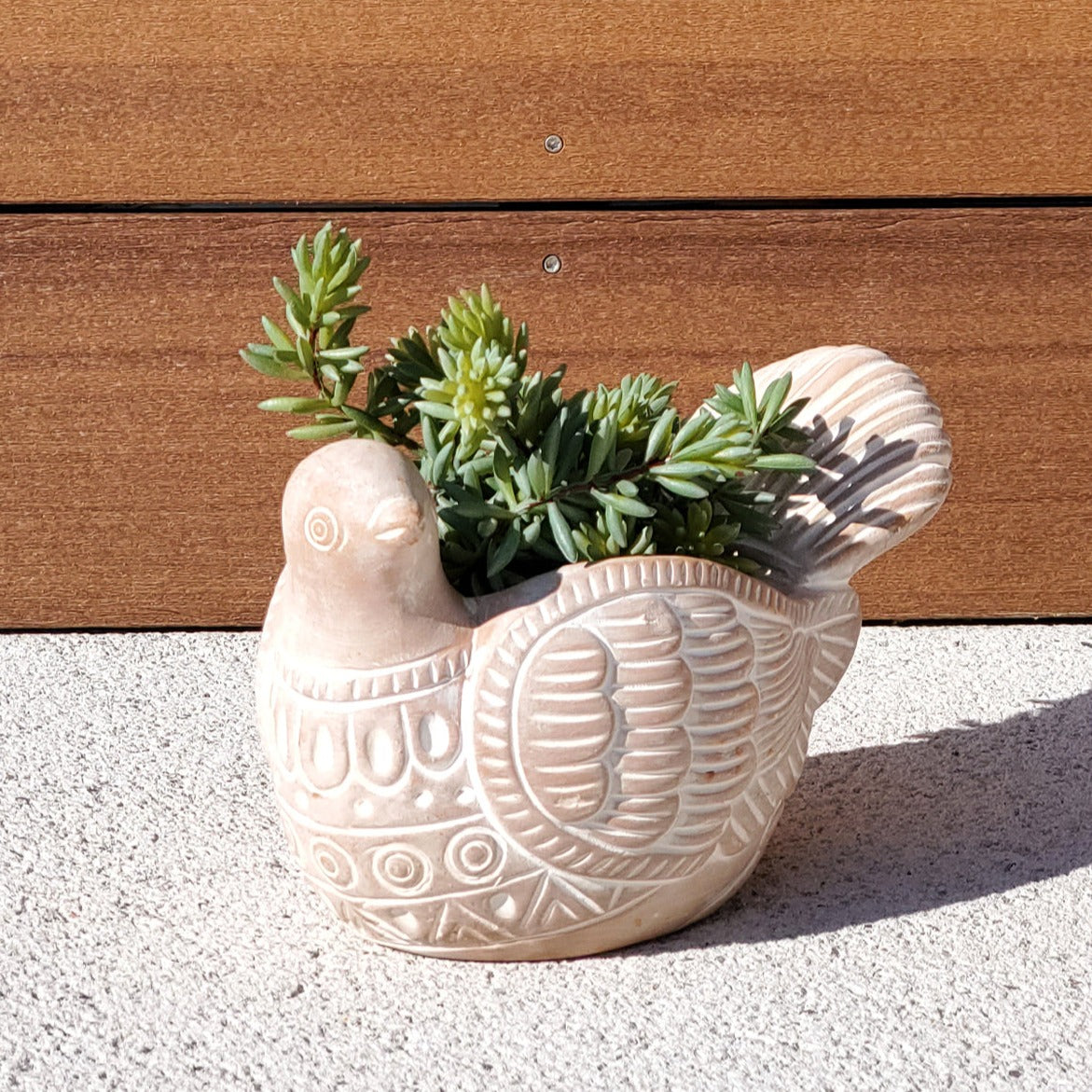 Terracotta Pot - Turtle Dove-3